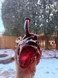 Anatomical Heart
